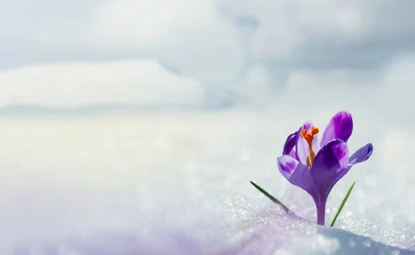 Дивовижна Весняна Квітка Крупа Горах Снігу Вид Магію Квітучі Весняні — стокове фото
