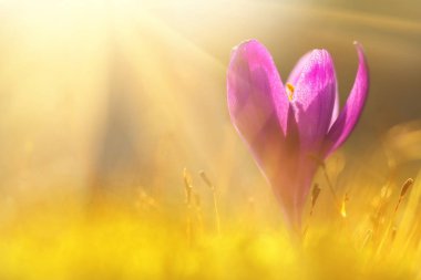 Fairytale bahar çiçeği bitkisi olarak güneş ışığı. Vahşi hayvanlar bölümünde büyüyen bahar çiçek Çiğdem çiçek açan sihirli bir bakış. Bahar çiçek Iridaceae görkemli renkler