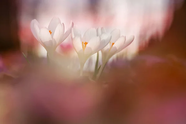 春の花クロッカスおとぎ話太陽の光。野生動物で成長している春の花クロッカスの咲く魔法のビュー。春の花クロッカスの雄大な色 — ストック写真