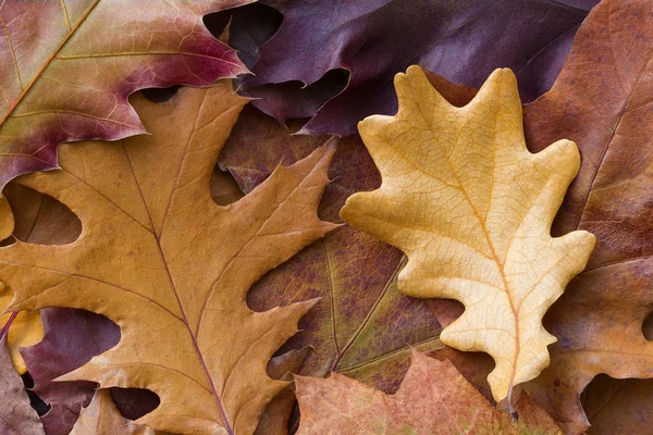 Increíble fondo multicolor de hojas de otoño de roble natural. Fondo colorido de hojas multicolores con luz natural. Majestuoso follaje brillante otoño color fondo — Foto de Stock