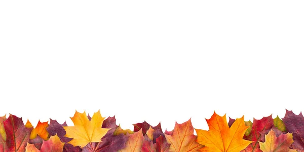 Increíble fondo colorido de hojas de arce de otoño fondo con espacio vacío blanco. El arce multicolor deja el fondo de otoño. Imagen de resolución de alta calidad — Foto de Stock