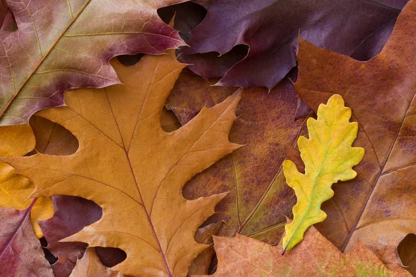 Increíble fondo multicolor de hojas de otoño de roble natural. Fondo colorido de hojas multicolores con luz natural. Majestuoso follaje brillante otoño color fondo — Foto de Stock