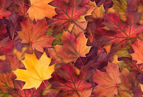 Increíble fondo colorido de hojas de arce de otoño fondo de cerca — Foto de Stock
