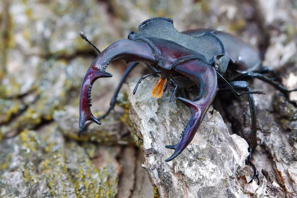 Stag Beetle (Lucanus =us) cena ao ar livre em Habitat Natural. Imagem altamente detalhada do besouro-das-estacas (Lucanus =us) na natureza — Fotografia de Stock