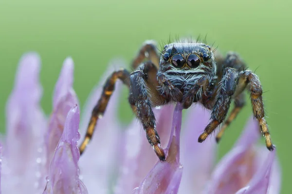 Evarcha arcuata Saltando Araña en la naturaleza. Jumping spider en la vida silvestre de cerca — Foto de Stock