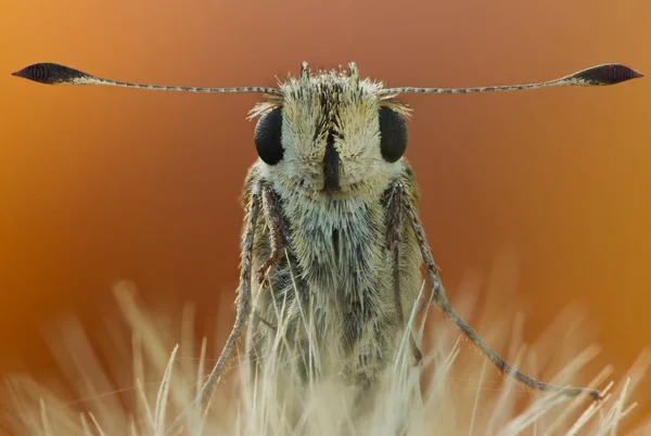 Hesperiidae aile bytterfly portresi doğada yakın. Doğal ışık ile büyük büyütme kelebek Sonbahar portre — Stok fotoğraf
