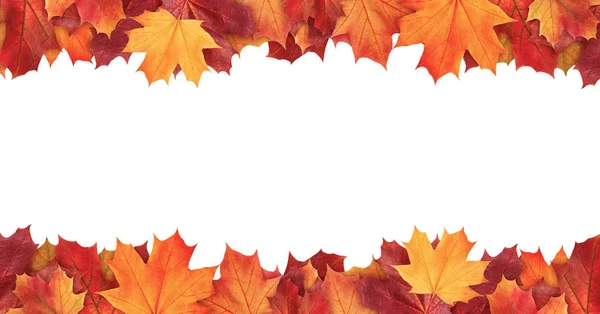 Verbazingwekkende kleurrijke achtergrond van de herfst esdoorn bladeren achtergrond met witte lege ruimte. Meerkleurige esdoorn bladeren herfst achtergrond. Hoge kwaliteit resolutie beeld Rechtenvrije Stockfoto's