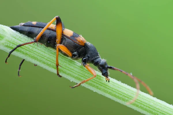 Besouro Leptura quadrifasciata na natureza. Imagem original do besouro Leptura quadrifasciata na vida selvagem em luz natural Fotografia De Stock