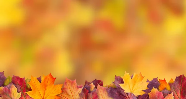 Increíble fondo colorido de hojas de arce de otoño fondo con espacio vacío blanco. El arce multicolor deja el fondo de otoño. Imagen de resolución de alta calidad — Foto de Stock