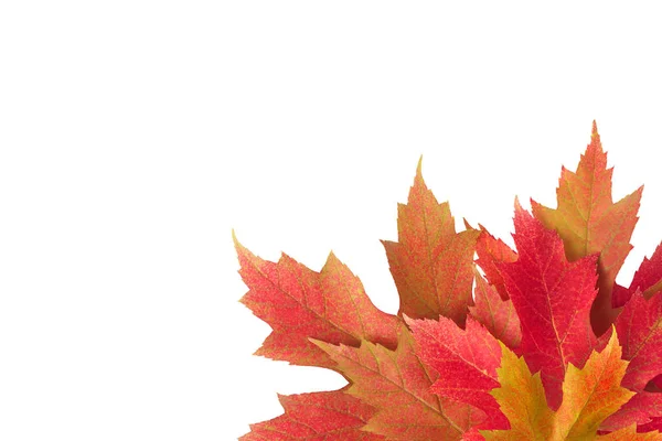 Kleurrijke achtergrond van de herfst esdoorn boom bladeren achtergrond close-up. Multicolor esdoorn bladeren herfst achtergrond met kopieerruimte geïsoleerd op wit. Hoge kwaliteit resolutie beeld Rechtenvrije Stockfoto's