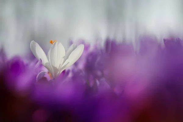 Fairytale sunlight on spring flower crocus. View of magic blooming spring flowers crocus growing in wildlife. Majestic colors of spring flower crocus — Stock Photo, Image