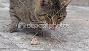 Ağır çekimde barış balık yeme kedi görüntüleri.