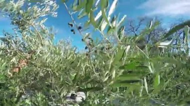 Zeytin bahçesinde zeytin toplama sırasında zevk,