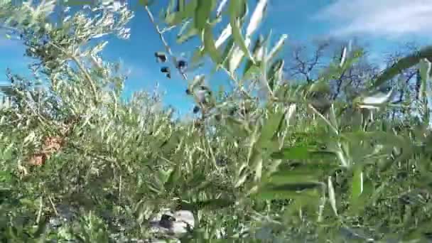 Ciesząc Się Podczas Podnoszenia Oliwki Ogrodzie Oliwnym — Wideo stockowe