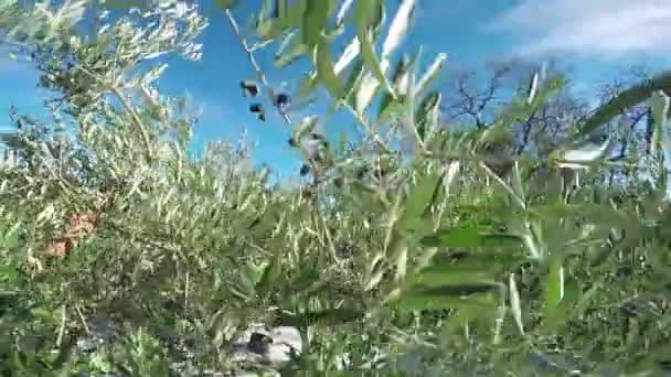 Desfrutar Enquanto Apanha Azeitonas Jardim Oliveiras — Vídeo de Stock