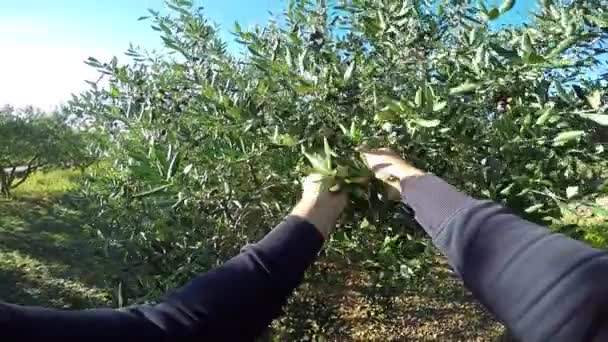 在家庭橄榄园用手采摘橄榄 — 图库视频影像