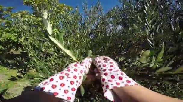 Recoger Aceitunas Orgánicas Con Las Manos Jardín Familiar — Vídeos de Stock