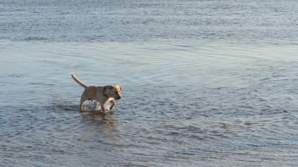 Собака Бежит Море Наблюдает Рыбами Замедленной Съемке — стоковое видео