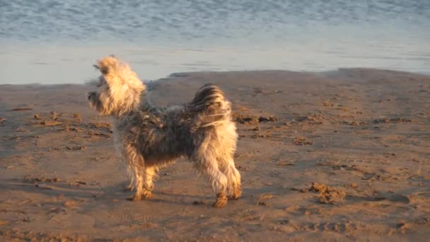 entzückender kleiner Hund spielt am Sandstrand.