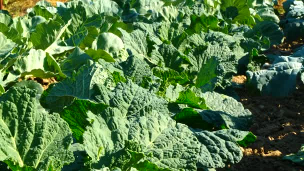 Organic Kale Vegetable Garden Home Grown Vegetable Garden Slow Motion — Stock Video