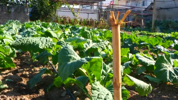 Vegetarisches Paradies Grünkohlgemüsegarten Zeitlupe — Stockvideo