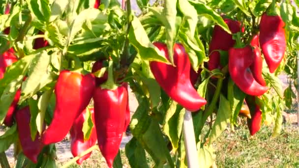 Rode Pepers Biologische Groente Home Gegroeid Tuin Vegetarische Super Gezonde — Stockvideo