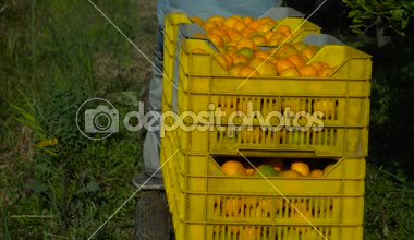 Taze sürüş meyve plantasyondan aldı.