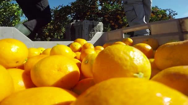 Mandarinas Orgánicas Recién Recogidas Cesta Frutas — Vídeo de stock