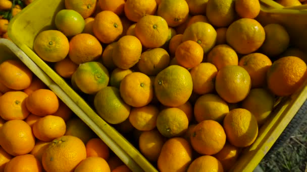 Καλάθι Φρούτα Έτοιμη Για Την Αγορά Φρούτων — Αρχείο Βίντεο