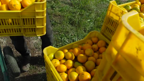 Μεταφέρουν Φρέσκα Διάλεξε Βιολογικά Μανταρίνια Και Πορτοκάλια Στην Αγορά — Αρχείο Βίντεο