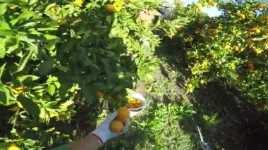 Malzeme çekme mandalina ile eldiven.