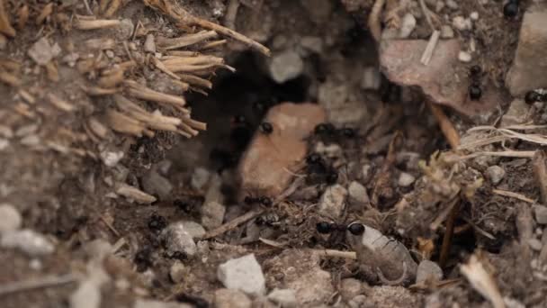 Zblízka Mravenců Ant Pracují Společně Pomalém Pohybu — Stock video