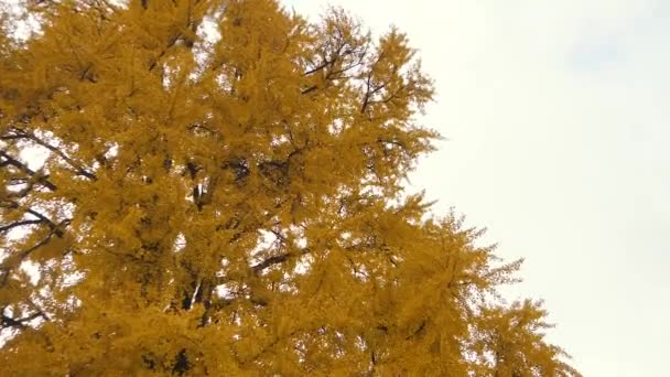 Big Yellow Tree Leaves Falling Strasbourg France — Stock Video