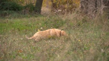 Köpek oynama ve atlama çim.