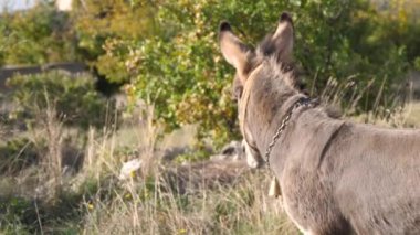Güzel gri genç eşek uzakta ağır çekimde arıyorsunuz.