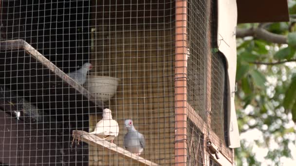 Uccelli Gabbia Guardando Macchina Fotografica Rallentatore — Video Stock
