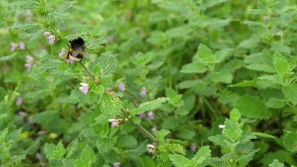 吸うと蜂蜜のスローモーション映像を作る自然の庭で黄色い花にマルハナバチ — ストック動画