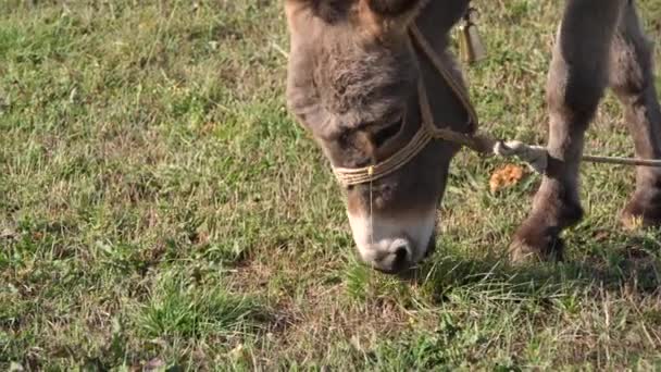 Young Gray Donkey Eating Green Grass Filed — Stock Video