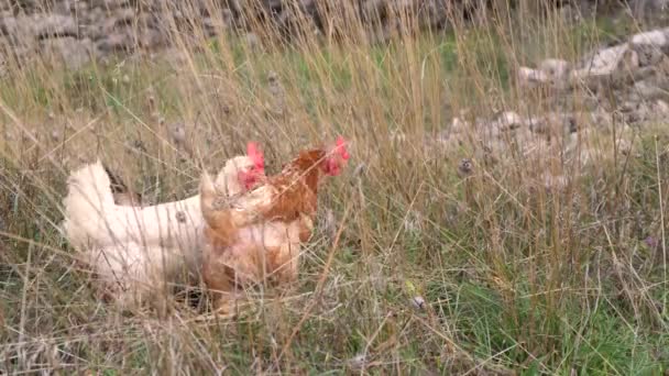 Primer Plano Imágenes Cámara Lenta Pollos Gallo Caminando — Vídeo de stock