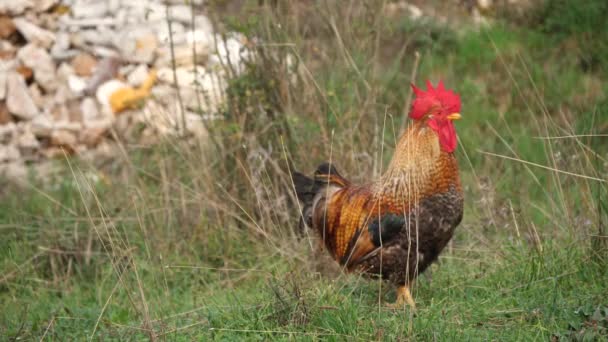 Beautiful Red Rooster Watching Camera Sloe Motion Farm — Stock Video