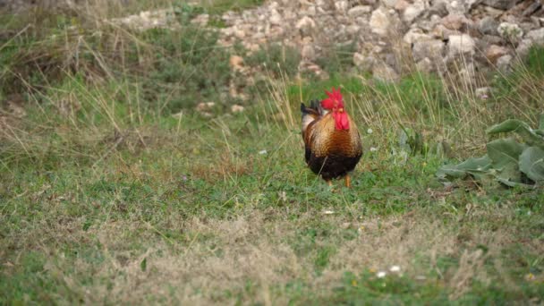 Gallo Rojo Observando Curiosa Cámara Granja Pollos — Vídeo de stock