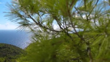Güzel yeşil çam arkasında mavi okyanus pastoral Panoraması. Hırvatistan Island Vis el değmemiş doğası.