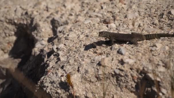 Close Van Kleine Gecko Camera Kijken Het Verkennen Van Natuur — Stockvideo