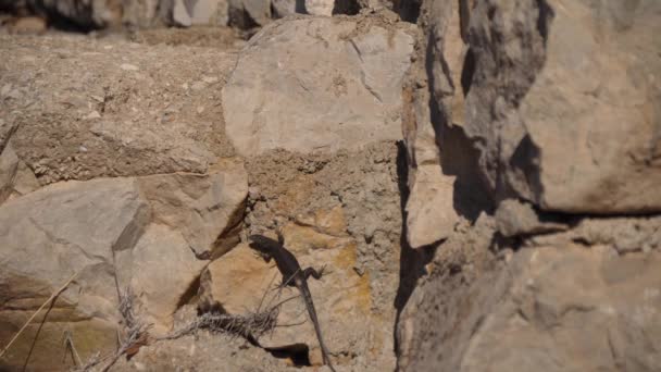 Neugierige Kleine Geckos Der Wand Entdeckt Die Die Natur Erkunden — Stockvideo