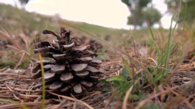Ormanda yeşil çimenler üzerinde zemin de yatan çam konisi görüntüleri yakın.