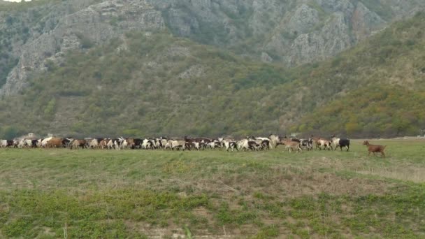 Goats Chilling Green Field Livestock Goat Farm — Stock Video