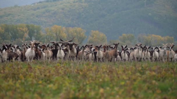 Cabras Aries Mirando Cámara Saliendo Cámara Lenta — Vídeo de stock