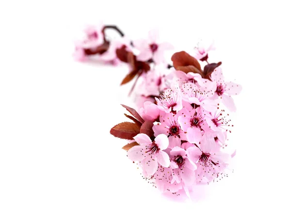 Kiraz Çiçeği Sakura Çiçekler Beyaz Arka Planda Izole Pembe Bloosoms — Stok fotoğraf