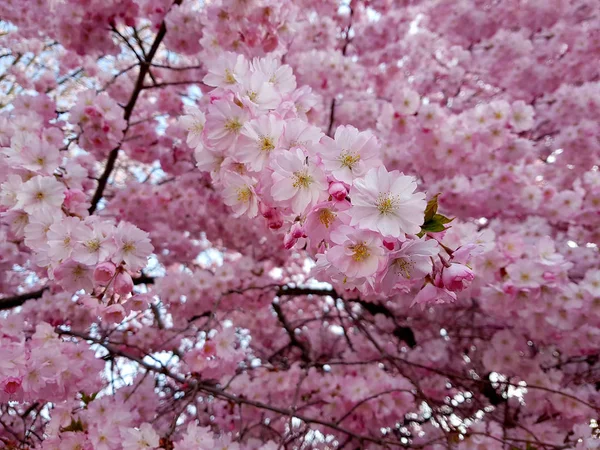 Vår Blommor Sakura Cherry Blommor Våren Natur Backgropund Stockfoto