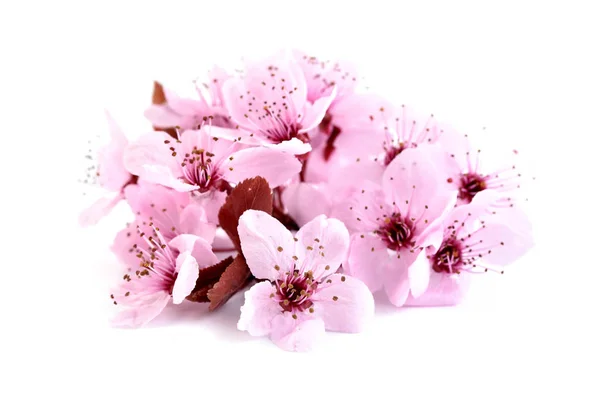 Cherry Blossom Sakura Blommor Isolerade Vit Bakgrund Rosa Bloosoms Royaltyfria Stockbilder
